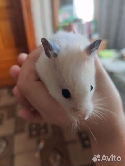 Сирийский и ангорский хомяки