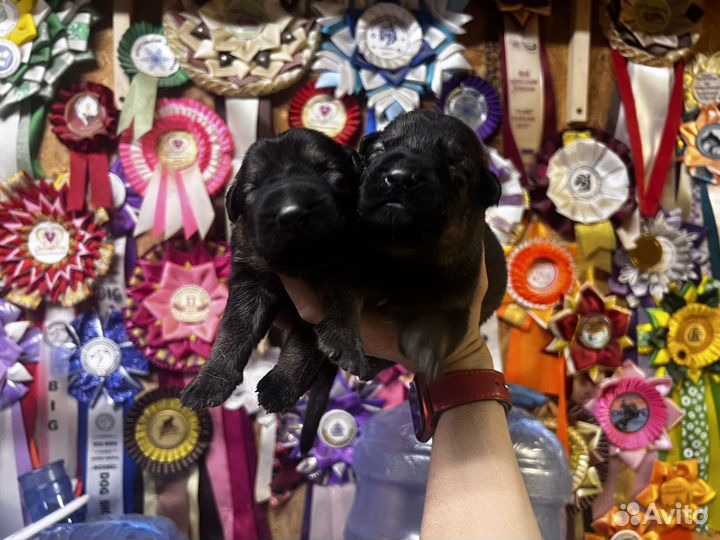 Щенки немецкой овчарки рабочее разведение