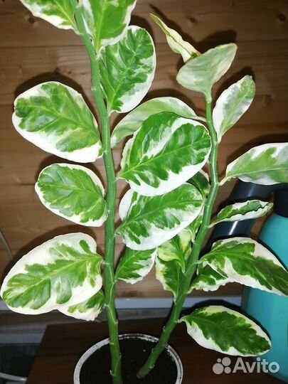 Педилантус