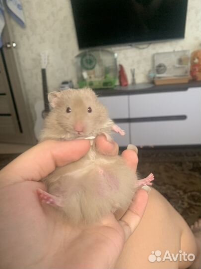 Сирийский хомяк