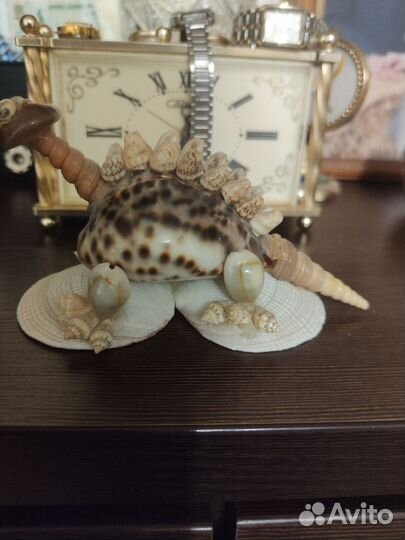 Морские ракушки, морская звезда