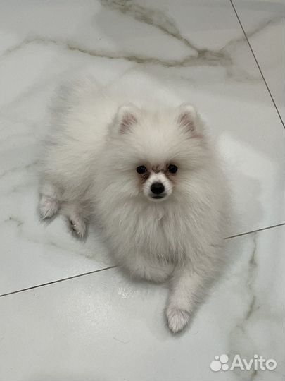 Немецкий шпиц