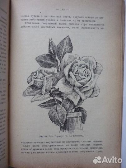 Кичунов Н.И. Розы 1929г