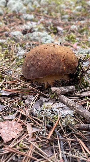 Белые грибы свежие