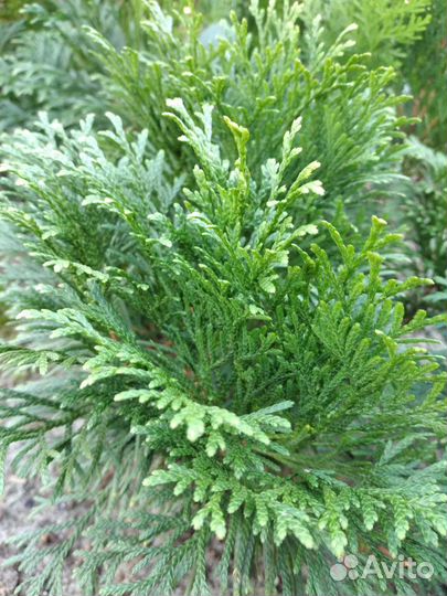 Туя Смарагд, можжевельник