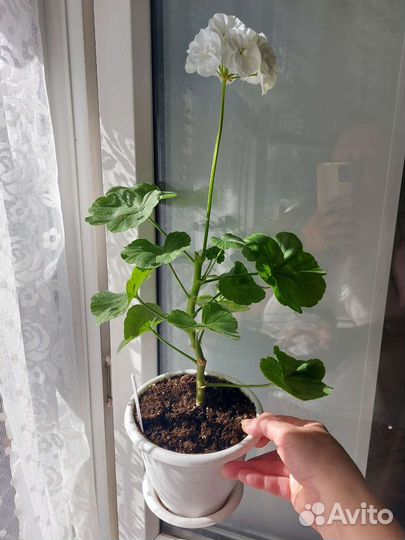 Комнатные растения