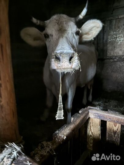 Корова дойная