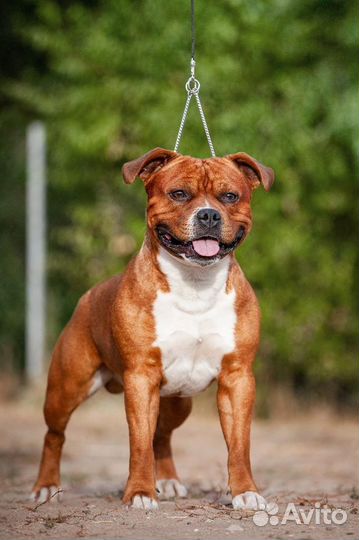 Стаффордширский бультерьер щенки стаффбуль