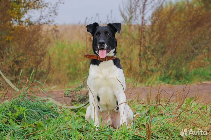 Путилкин в Добрые руки