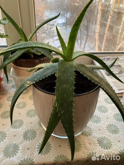 Комнатные цветы алоэ