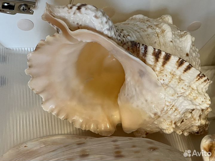 Морские раковины