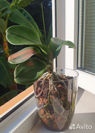 Орхидея фаленопсис