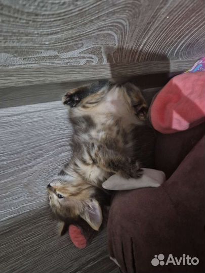 Курильский бобтейл