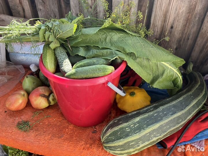 Продам огурчики, вкусные, хрустящие, без горечи