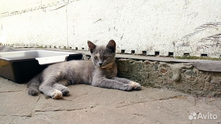 Отдам в добрые руки котят