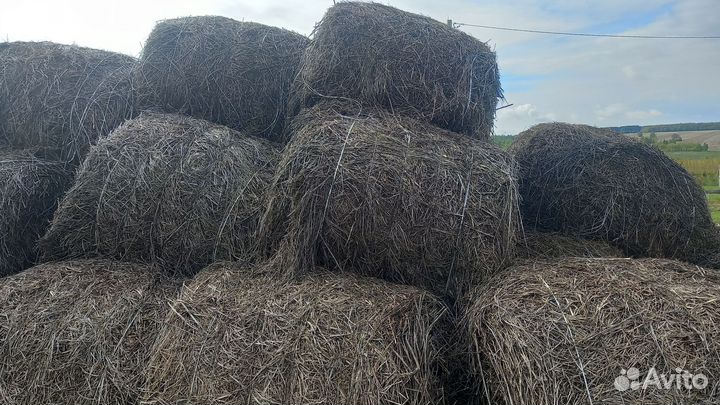 Сено в рулонах 2023г, люцерна 2024г диаметр 145