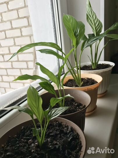 Спатифиллум