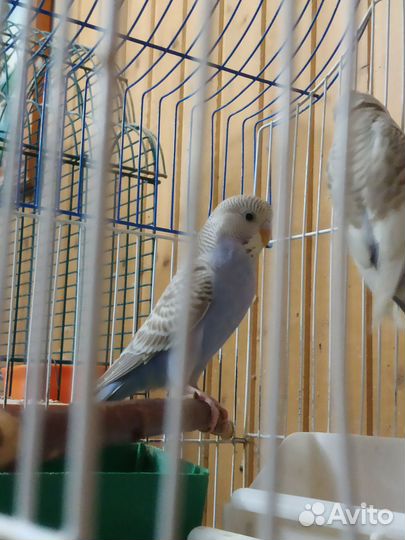 Попугайчики домашнего разведения