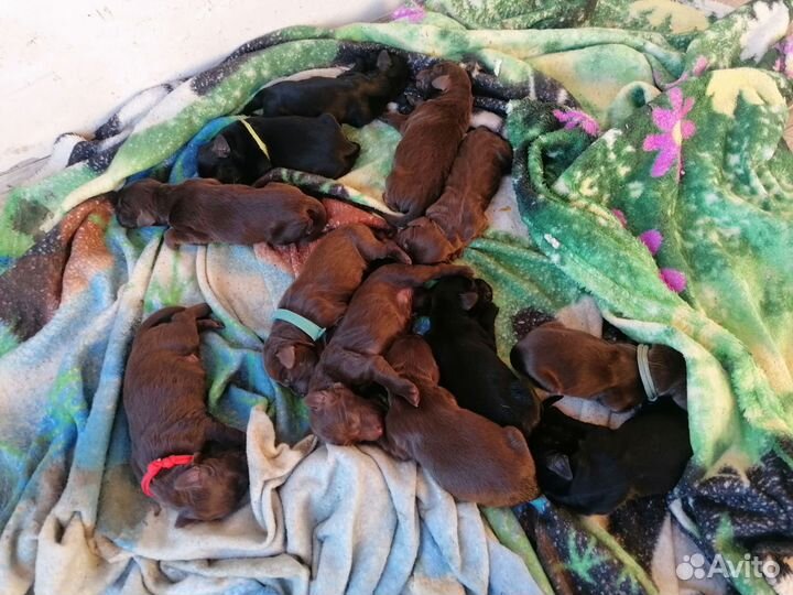 Прямошерстный ретривер