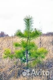 Живая изгородь из сосны быстрорастущая