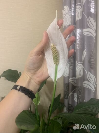 Спатифиллум