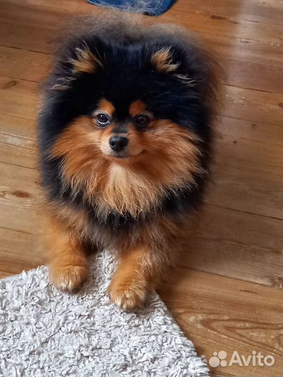 Передержка собак маленьких пород