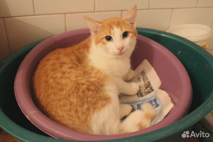 Котята - лучший подарок на Новый Год