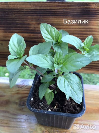 Саженцы сортовой мяты