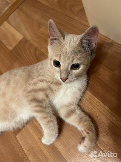 Кошка в дар