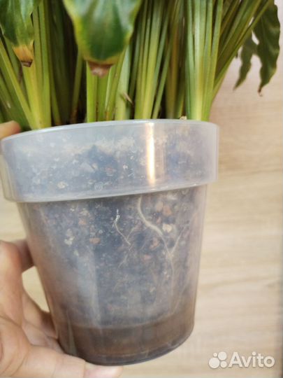 Калатея руфибарба