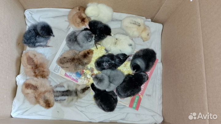 Доминантики 3 дня