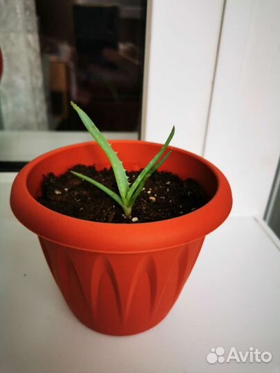 Алоэ, молодые растения