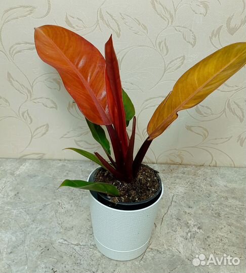 Филодендрон принц оранж