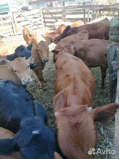 Телята бычки