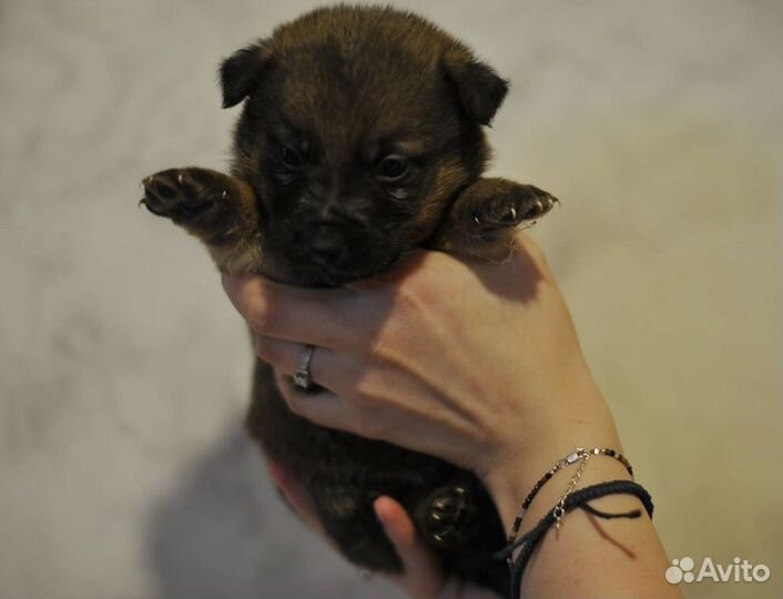 Собака в добрые руки щенок