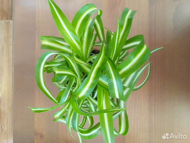 Хлорофитум кудрявый 