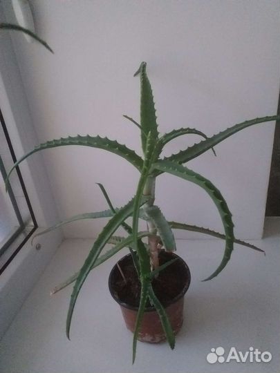 Алоэ столетник лечебный