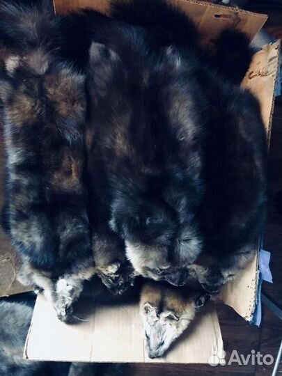 Шкуры соболь крупный