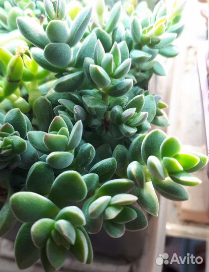 Суккуленты крассулы