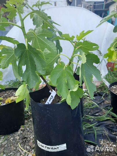 Саженцы инжира зкс