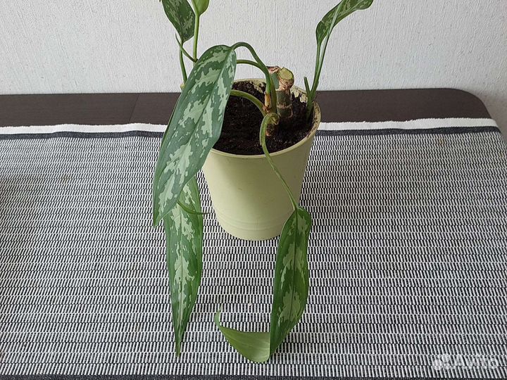 Аглаонема Джемини