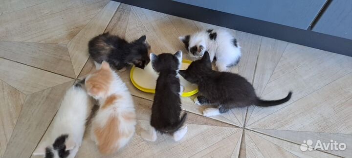 Котята бесплатно