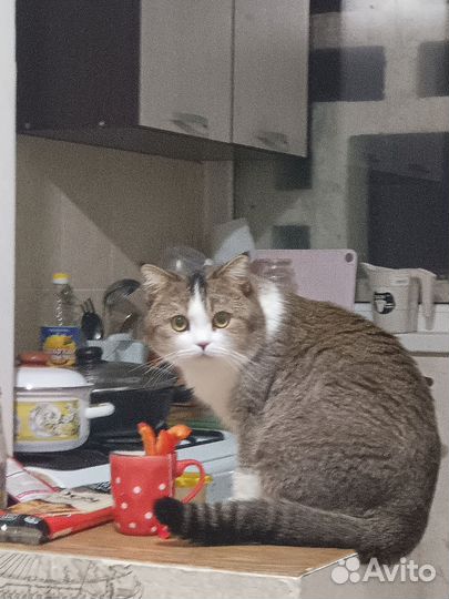 Возьмите кота в добрые руки