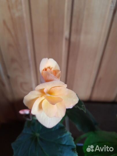 Бегония Элатиор