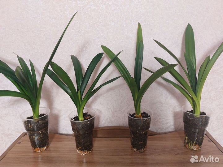 Кливия (комнатное растение)