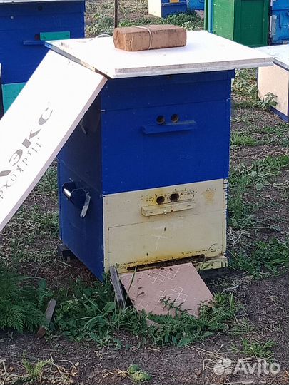 Улей, пасека, пчёлы