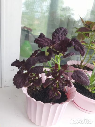 Цветы. Колеус (крапивка)