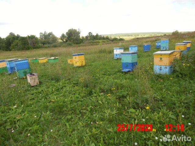 Продам пчел с ульями