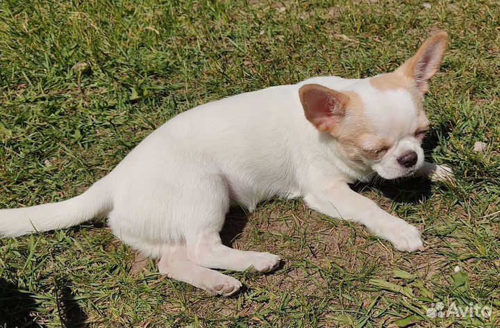 Девочка чихуахуа с док. РКФ