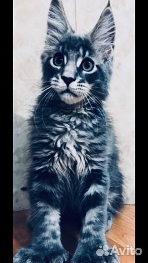 Полидакты мейн кун